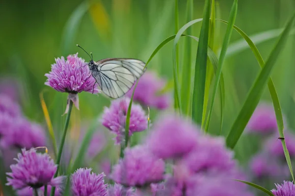 The large white on a chive flowers — Stock Photo, Image