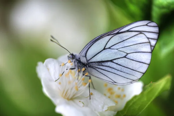 Le grand blanc sur une fleur de jasmin — Photo