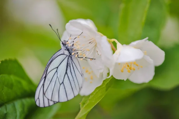 The large white on a jasmine flowers — Stock Photo, Image