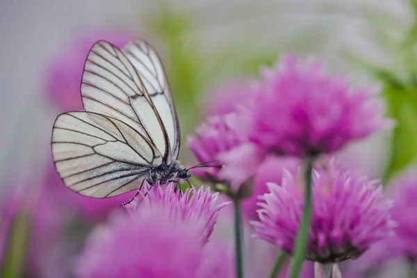 The large white on a chive flowers — Stock Photo, Image