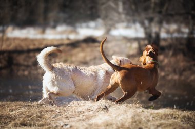 Açık oynayan köpekler 