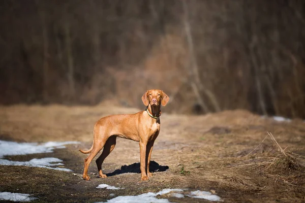 Vizsla playing outdoor — Stock Photo, Image