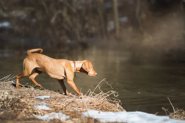 Vizsla jugando al aire libre —  Fotos de Stock