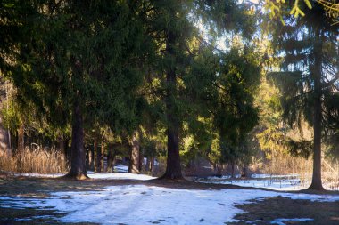 Early spring forest 