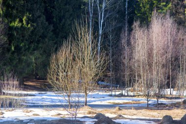 Early spring forest 
