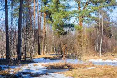 Early spring forest 