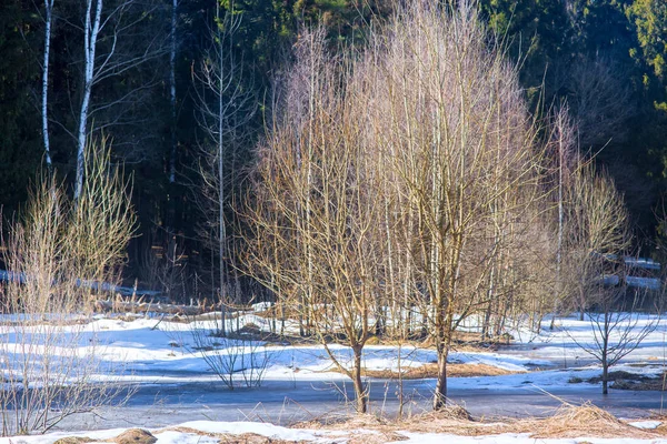 Tidigt på våren skog — Stockfoto