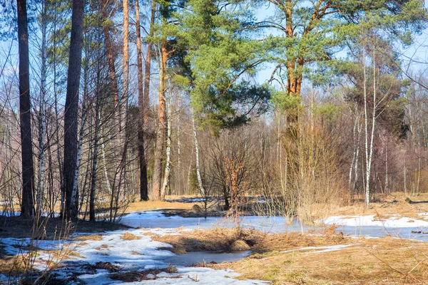 Vorfrühlingswald — Stockfoto