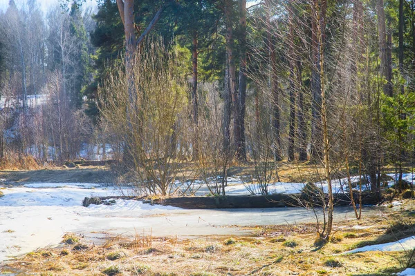 Forêt printanière précoce — Photo