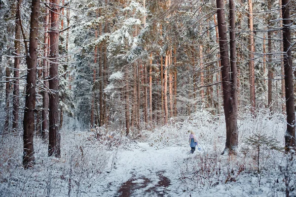 Forest under snow at sunny evening — Stock Photo, Image