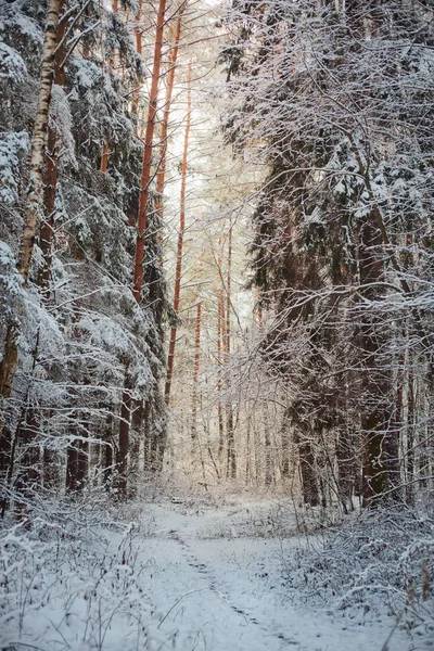 Bosque bajo la nieve en la tarde soleada —  Fotos de Stock