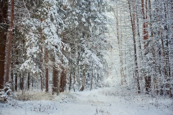 Floresta sob neve à noite ensolarada — Fotografia de Stock