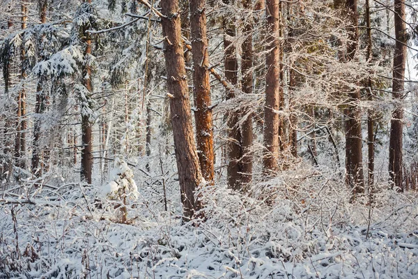 Bosque bajo la nieve en la tarde soleada — Foto de Stock