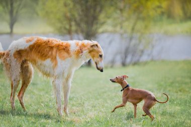 Rus borzoi köpek ile İtalyan tazı