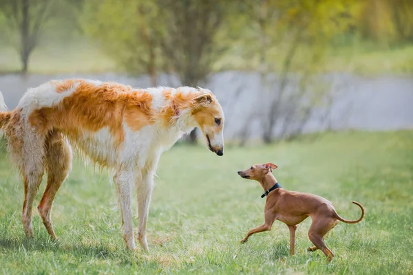 Russische borzoi hond met Italiaanse windhond — Stockfoto