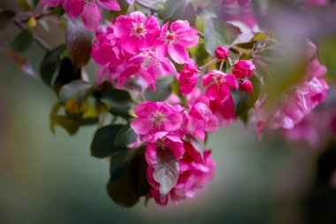 Mor çiçeği Hall crabapple arka plan