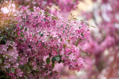 Mor çiçeği Hall crabapple arka plan