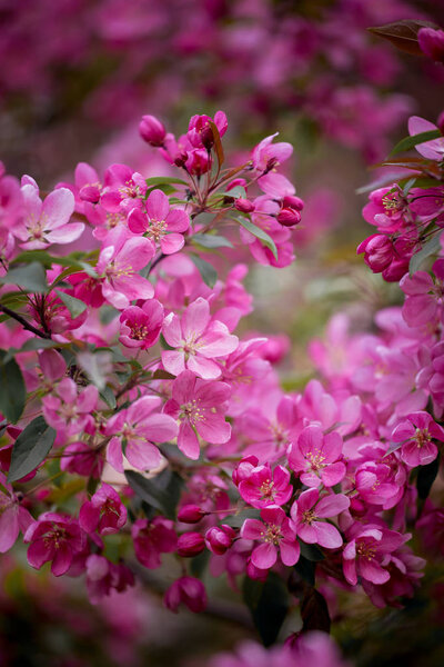 Purple blossom Hall crabapple background