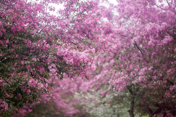 紫花ホール クラブアップル背景 — ストック写真