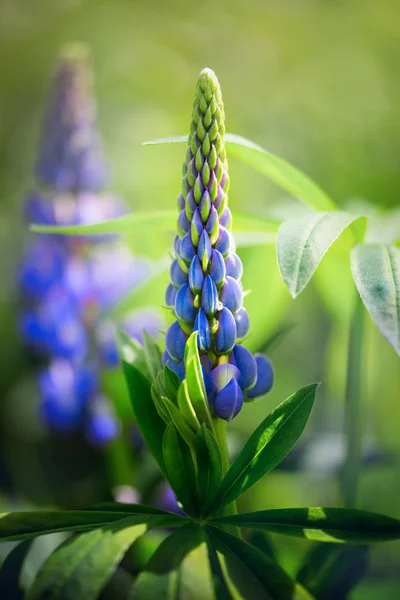 Flor tremoço azul — Fotografia de Stock