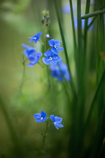 Veronica chamaedrys flowers Royalty Free Stock Images