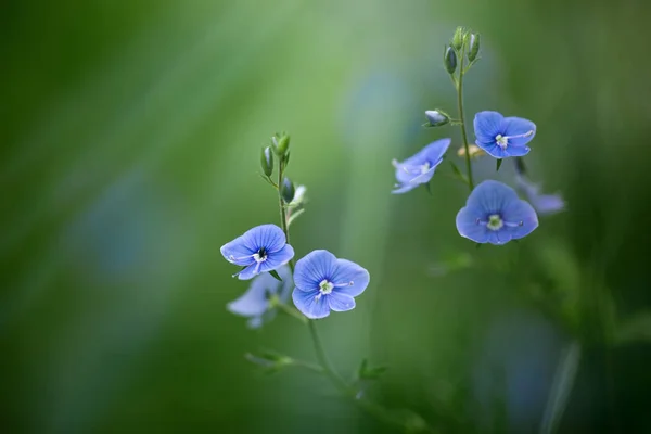 Veronica chamaedrys flowers Stock Photo