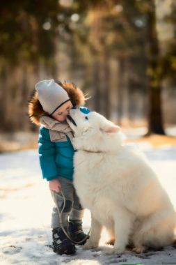 Beyaz Samoyed köpek çocukla
