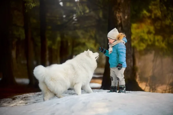 Αγόρι με λευκό Samoyed σκυλί — Φωτογραφία Αρχείου