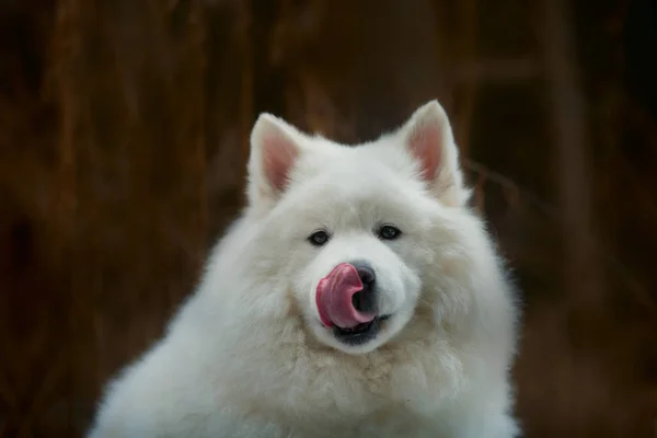 Samoyed blanco esponjoso perro divertido retrato — Foto de Stock