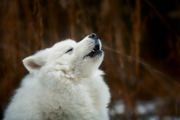 Samoyed white fluffy dog portrait at dry grass background