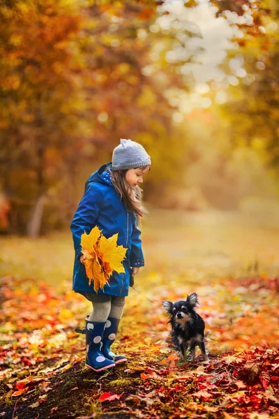 Fille avec Chihuahua chien dans le parc d'automne — Photo