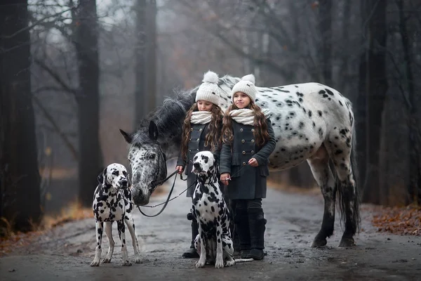 Twins meninas retrato com cavalo Appaloosa e cães dálmatas — Fotografia de Stock