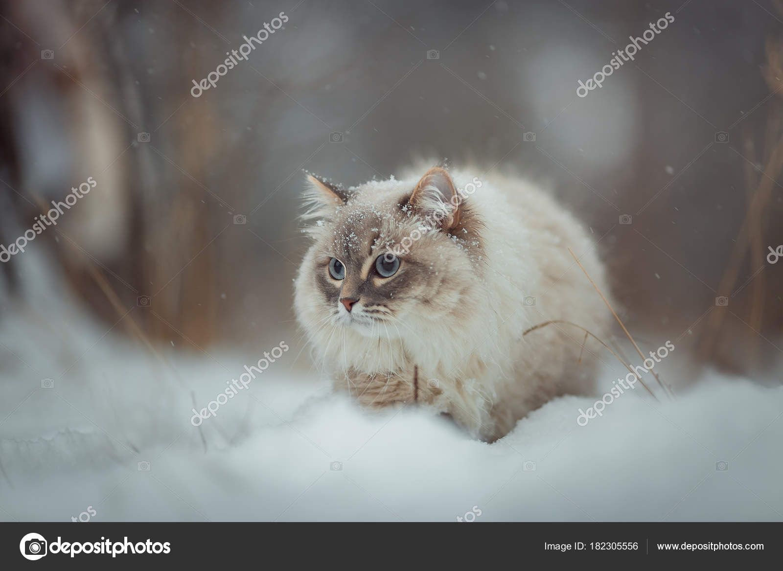 Neva Masquerade Cat Winter Portrait Stock Photo Image By C Juliasha 182305556
