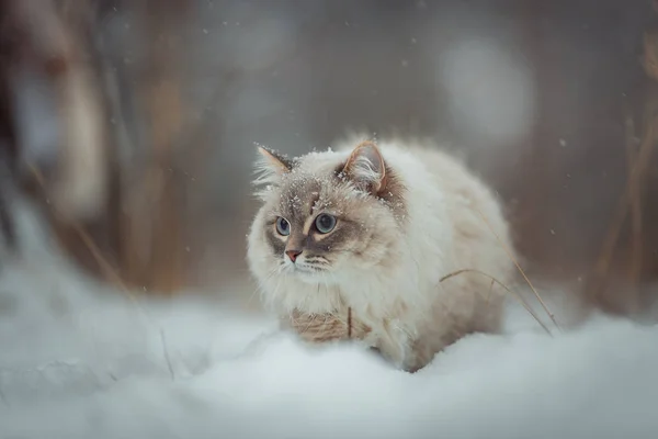 Neva mascherata gatto inverno ritratto — Foto Stock