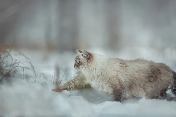Neva mascherata gatto inverno ritratto — Foto Stock