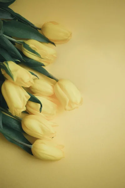 Tulipani gialli su fondo giallo — Foto Stock