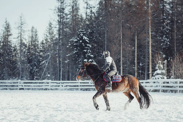 冬の馬に乗って跳ぶ — ストック写真