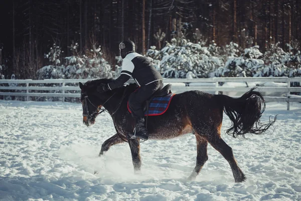 Zimní skok koně jízda na lyžích — Stock fotografie
