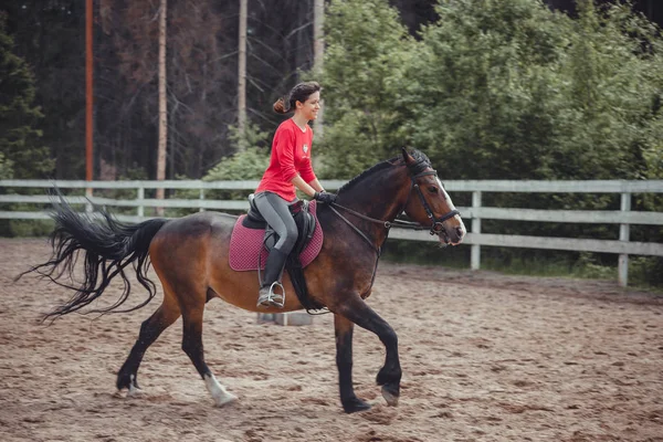 Primavera salto caballo paseo saltar —  Fotos de Stock