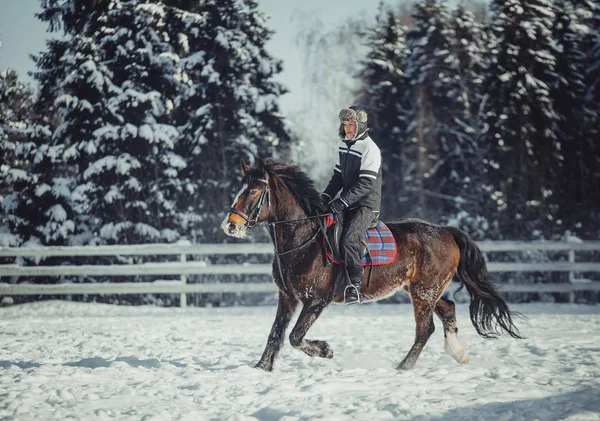 Winter jump horse ride jumping — Stock Photo, Image