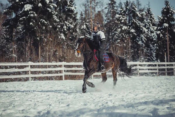 Winter jump horse ride jumping — Stock Photo, Image