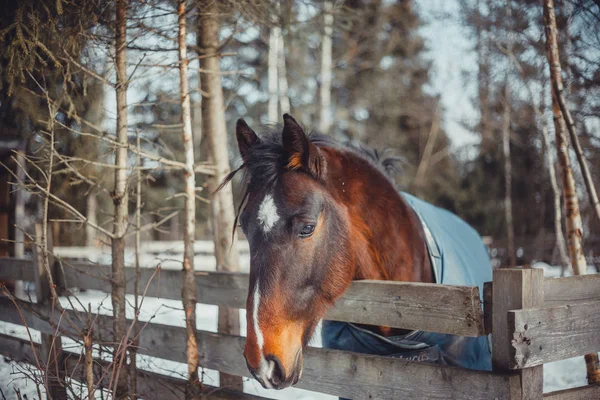Winter-Pferdeporträt — Stockfoto