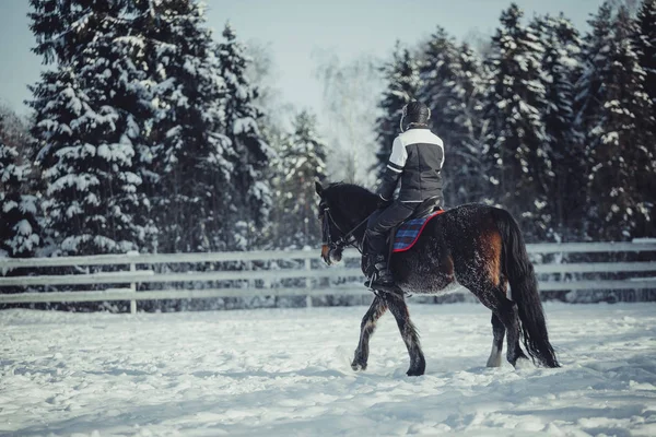 Hiver saut à cheval équitation saut — Photo