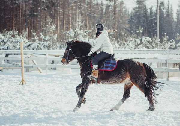 Winter sprong paardrijden springen — Stockfoto