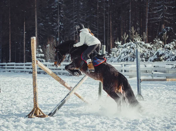 Inverno salto cavalo passeio salto — Fotografia de Stock