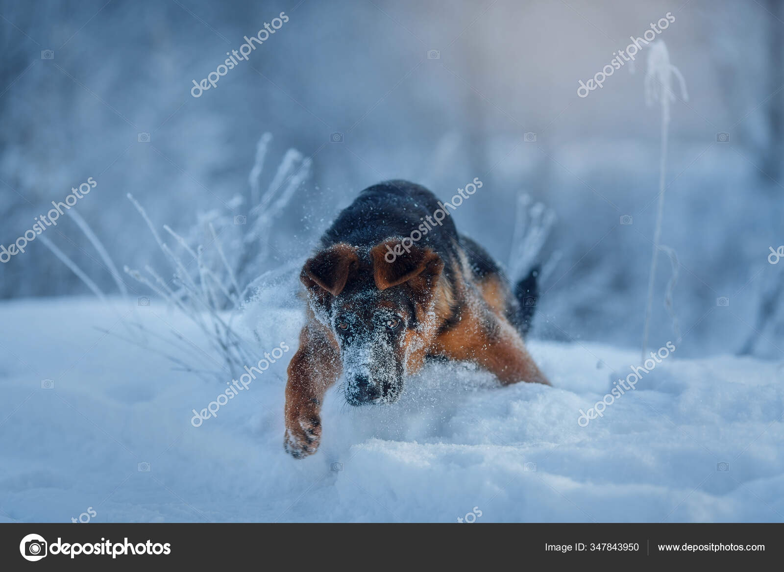 Young Cute German Shepherd Male Dog Portrait Snow Winter — Stock