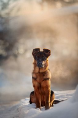 Genç, tatlı Alman çoban köpeği kışın karda köpek portresi