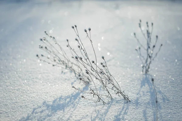 Χειμερινή Φύση Λεπτομέρεια Την Ηλιόλουστη Μέρα — Φωτογραφία Αρχείου