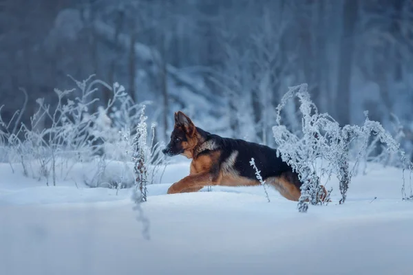 Genç Tatlı Alman Çoban Köpeği Kışın Karda Köpek Portresi — Stok fotoğraf
