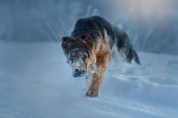 Ung Söt Tysk Herde Hane Hund Porträtt Snö Vintern — Stockfoto